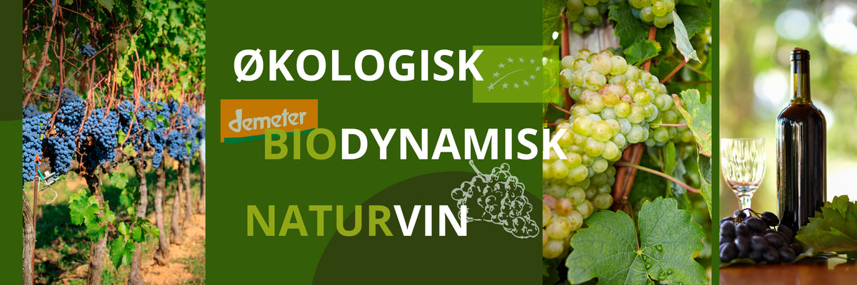 Økologisk vin, biodynamisk vin og naturvin - lær mere om forskellene og lighederne mellem de forskellige typer af vin
