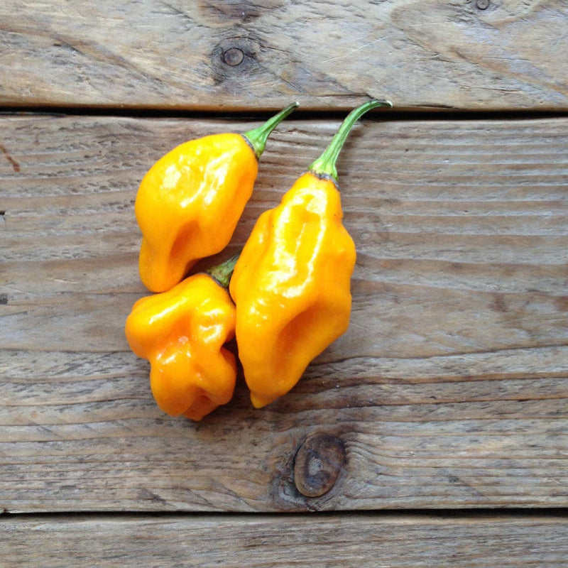 Frøpose med Citron Habanero chilifrø fra Piccolo Seeds – frugtagtig smag og høj styrke på Scoville-skalaen