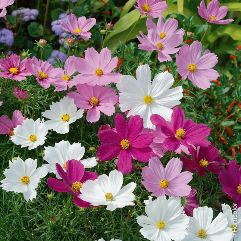 Frøpose med Cosmos Psyche Mix blomsterfrø fra Piccolo Seeds – store blomster i crimson, lavendel-rosa og hvid