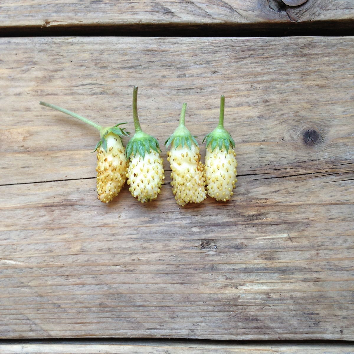 Frøpose med White Soul hvide alpine jordbærfrø fra Piccolo Seeds – naturlig mutation med tropisk smag af guava og ananas