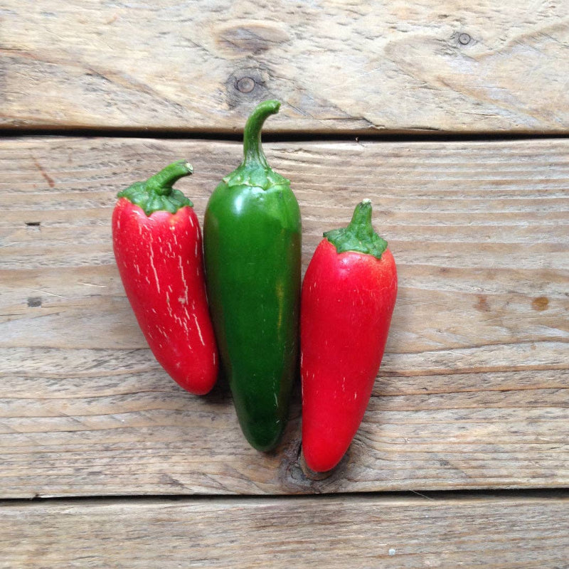Frøpose med jalapeño chilifrø fra Piccolo Seeds – klassisk mexicansk sort med tykvæggede bælge