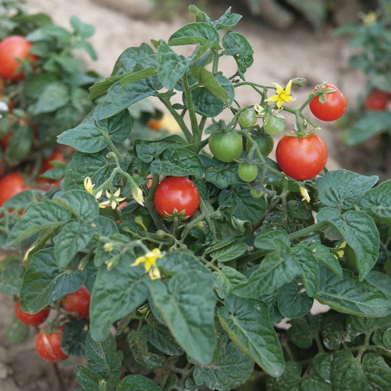 Frøpose med Tiny Tim cherrytomatfrø fra Piccolo Seeds – kompakt dværgsort med klaser af røde kirsebærtomater