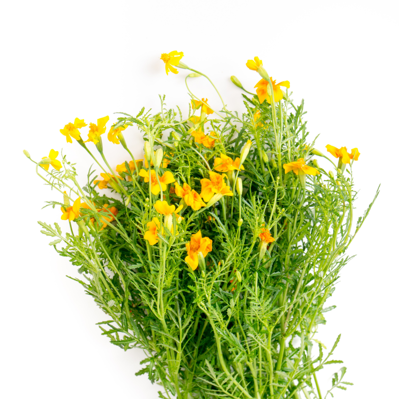 Frøpose med Starfire Mix morgenfruefrø fra Piccolo Seeds – gyldne og orange blomster med citrusagtig smag