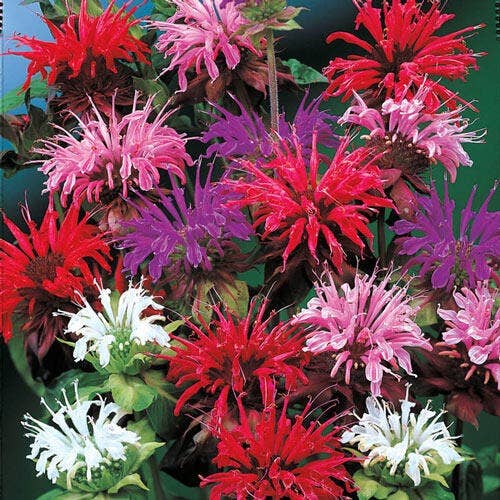 Frøpose med Monarda Panorama Mix hestemyntefrø fra Piccolo Seeds – farverige blomster i røde og pink nuancer
