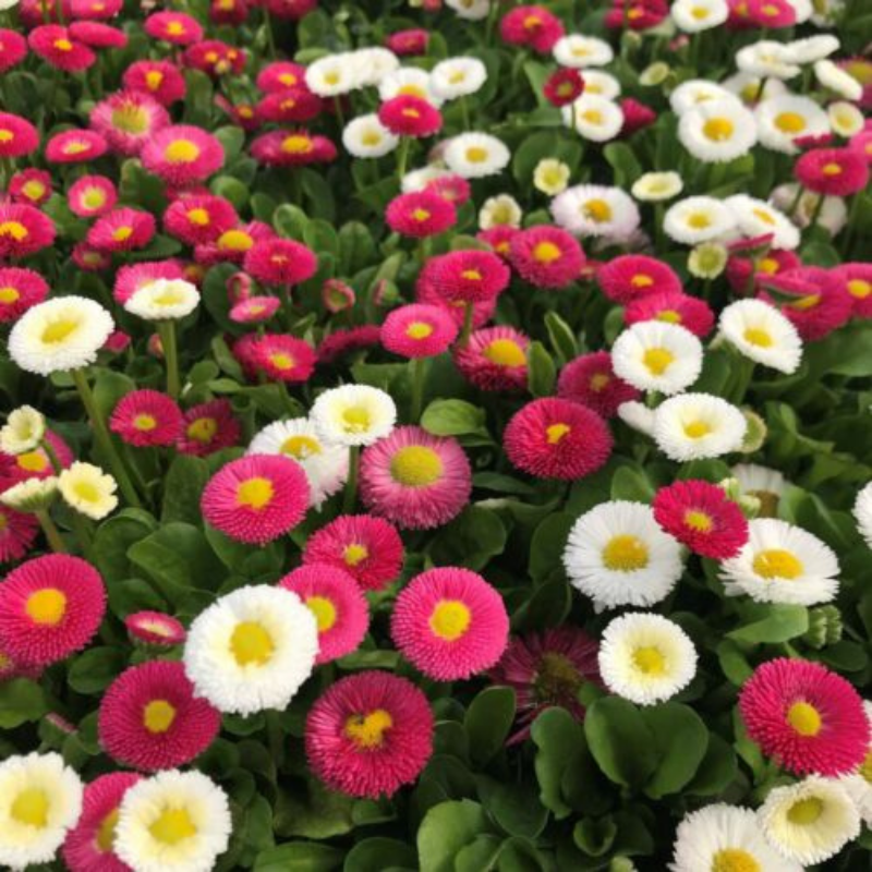 Frøpose med engelsk tusindfryd Pomponette Mix fra Piccolo Seeds – dobbelte blomster i rødt, pink og hvidt