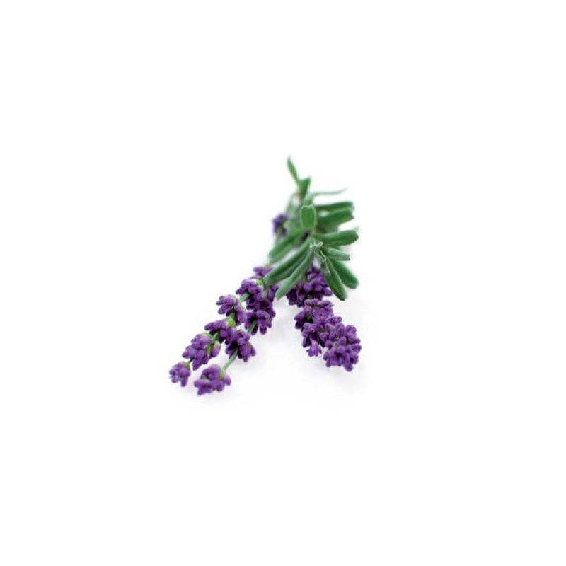 Frøpose med Munstead Blue lavendelfrø fra Piccolo Seeds – kompakt sort med blålig-lilla blomster og stærk aroma